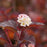 Ninebark, Ginger Wine™ Ninebark
