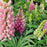 Lupine, Lupini Pink Shades Lupine