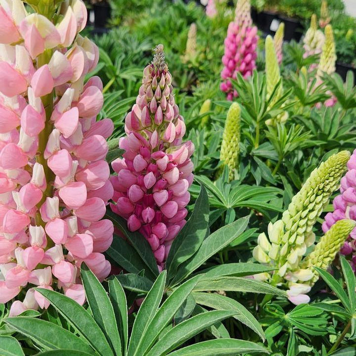 Lupine, Lupini Pink Shades Lupine
