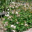 Cranesbill, Biokovo Cranesbill