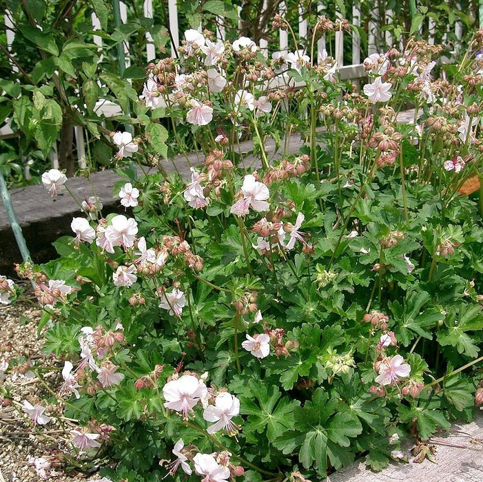 Cranesbill, Biokovo Cranesbill