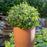 Vaccinium corymbosum hybrid 'ZF08-095' PP 25,467  - Bushel and Berry® BerryBux® Blueberry