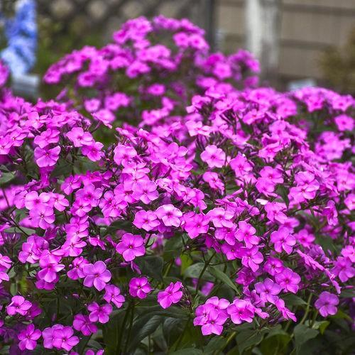 Phlox, Cloudburst Phlox