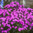 Phlox, Cloudburst Phlox