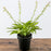 Hosta, June Hosta