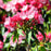 Mountain Laurel, Nipmuck Mountain Laurel