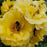 Rose, Rise Up® Amberness® Climbing Rose