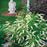 Sweetspire, Little Henry® Sweetspire