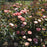 Rose, Color Splash™ Rose