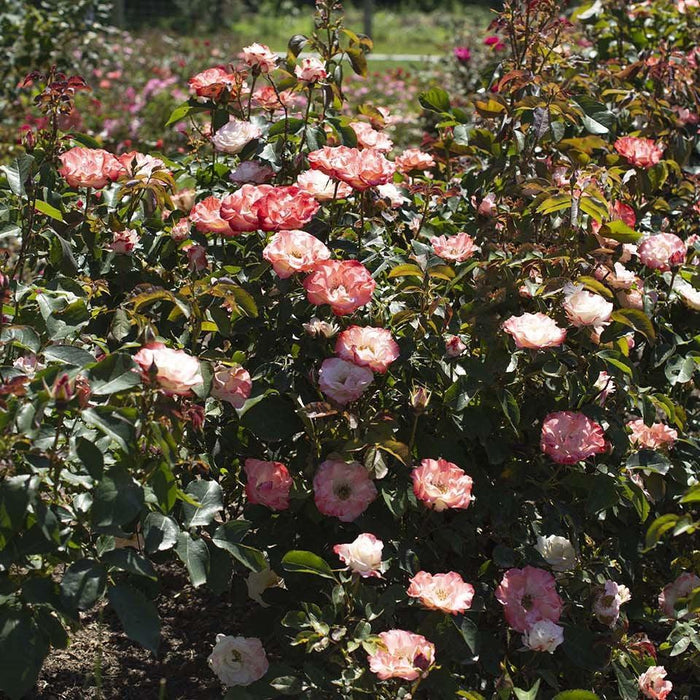 Rose, Color Splash™ Rose