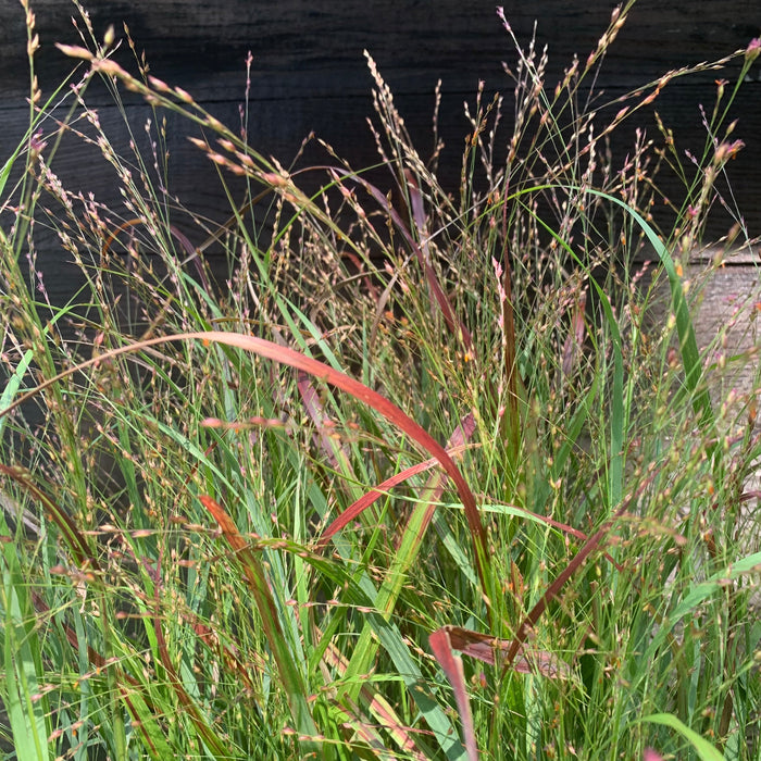 Grass, Shenandoah Switch Grass