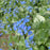 Bugloss, Sea Heart Siberian Bugloss