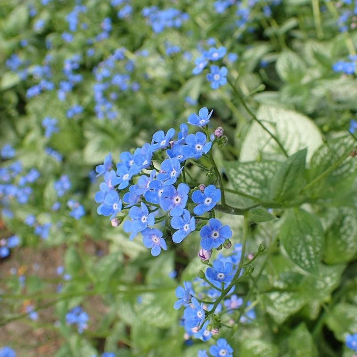 Bugloss, Sea Heart Siberian Bugloss