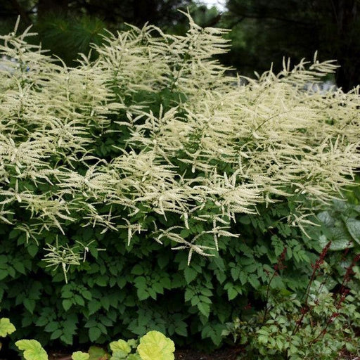 Goat's Beard, Misty Lace Goat's Beard