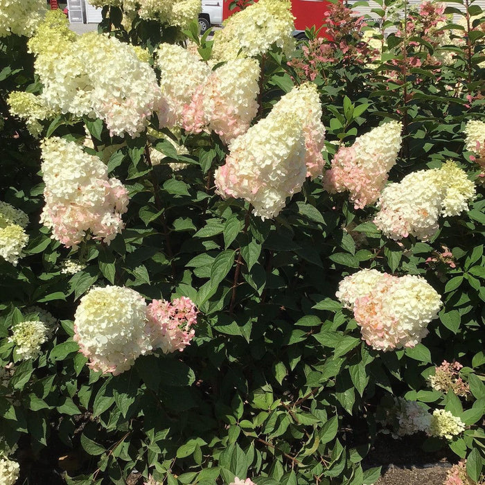Hydrangea, Magical® Ruby Snow Hydrangea