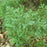 Cypress, Boulevard Cypress