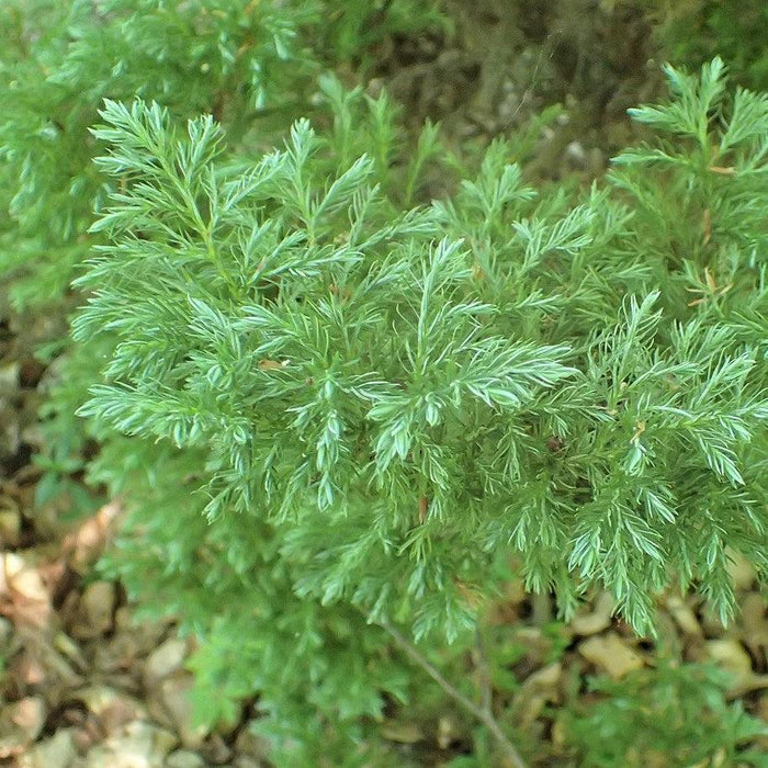 Cypress, Boulevard Cypress