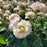 Rose, Buttercream Drift® Rose