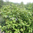 Dogwood, Bailey Red Twig Dogwood