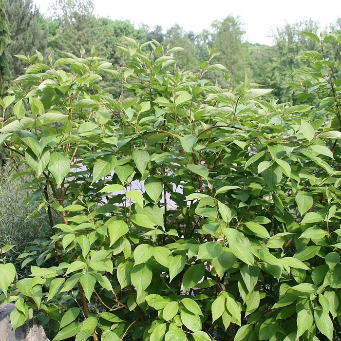 Dogwood, Bailey Red Twig Dogwood