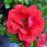 Rose, Coral Drift® Rose