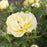 Rosa 'True Darling'  - True Darling Rose