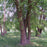 Birch, River Birch