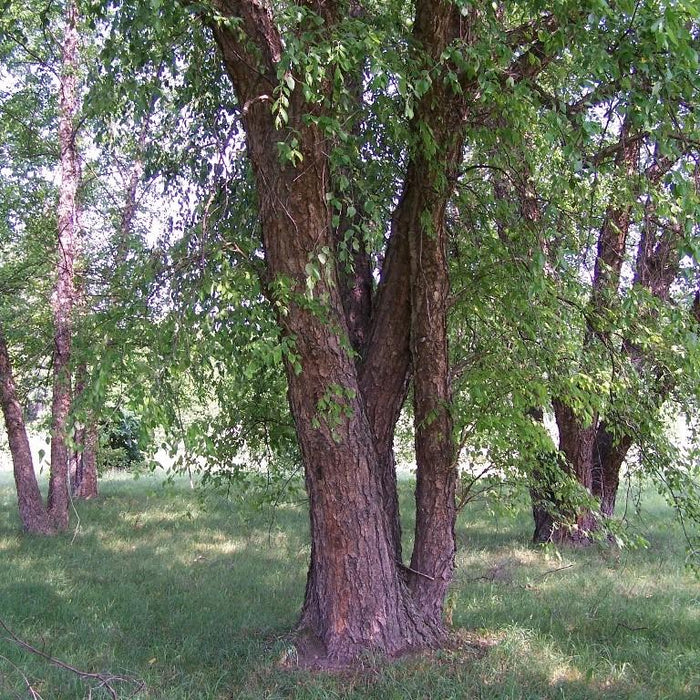 Birch, River Birch