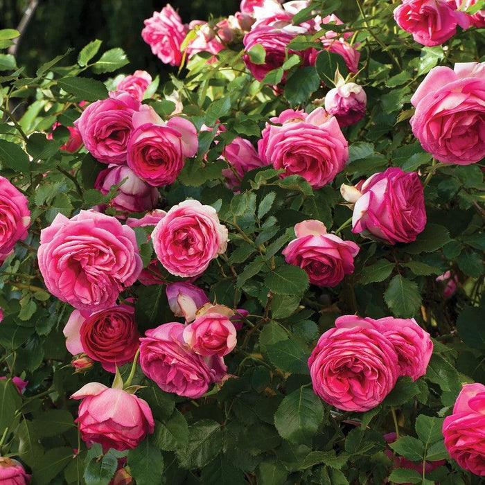 Rose, Eden Climber® Pretty in Pink Rose