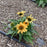 Coneflower, SunMagic® Vintage Mango Echinacea