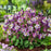 Columbine, Earlybird™ Purple White Columbine