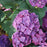 Hydrangea, Let's Dance® Big Band® Hydrangea