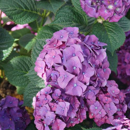 Hydrangea, Let's Dance® Big Band® Hydrangea