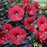 Hibiscus, Summerific® Holy Grail Hibiscus