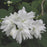 Mockorange, Buckleys Quill Mockorange