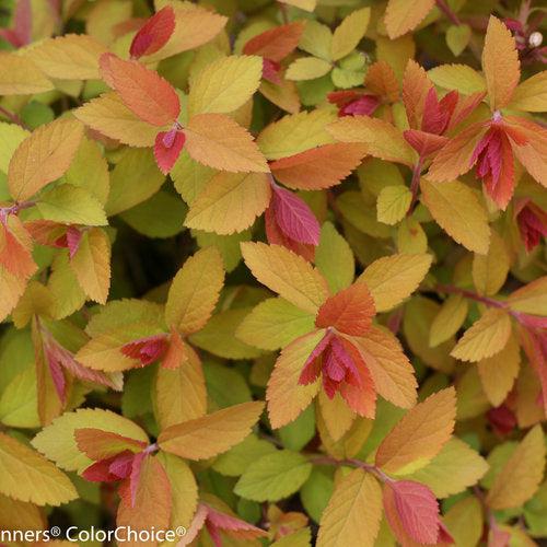Spirea, Double Play® Big Bang Spirea