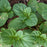 Mint, Orange Mint