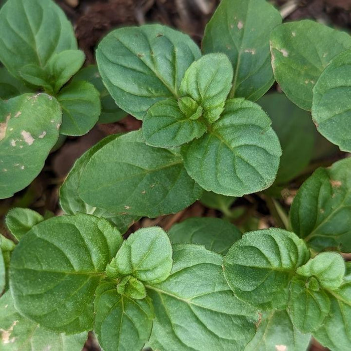 Mint, Orange Mint