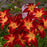 Daylily, Rainbow Rhythm® Ruby Spider Daylily