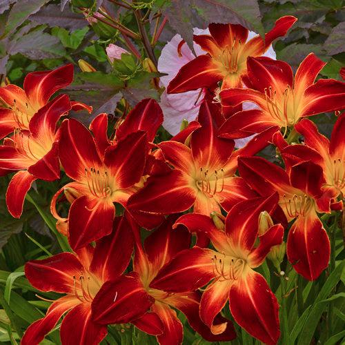 Daylily, Rainbow Rhythm® Ruby Spider Daylily