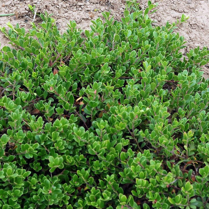 Bearberry, Massachusetts Bearberry
