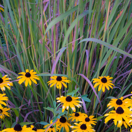 Grass, Twilight Zone Little Bluestem