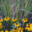 Grass, Twilight Zone Little Bluestem
