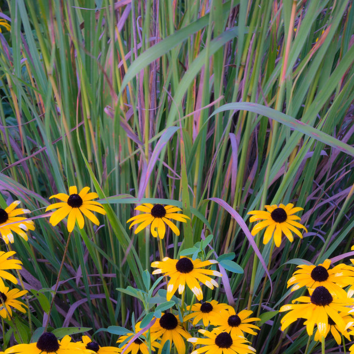 Grass, Twilight Zone Little Bluestem