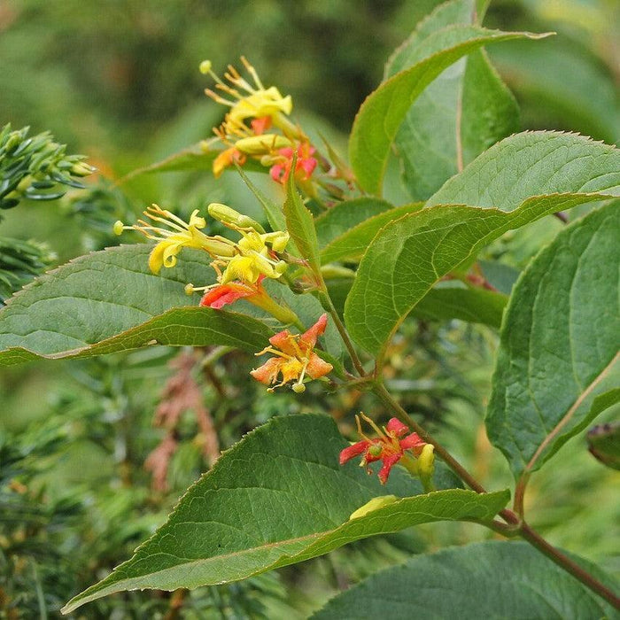 Honeysuckle, Low Bush Honeysuckle