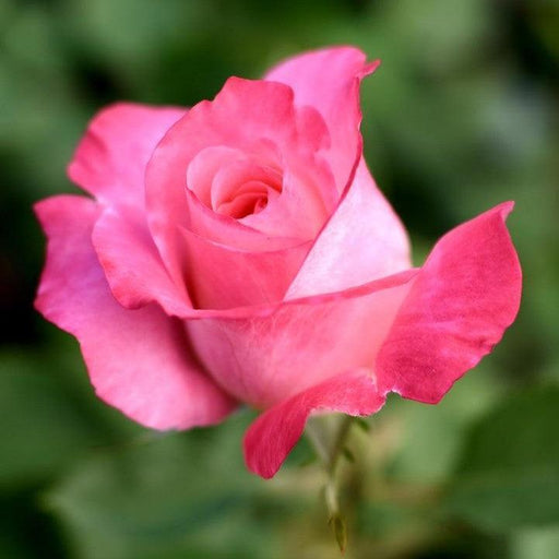 Rose, True Bliss™ Rose