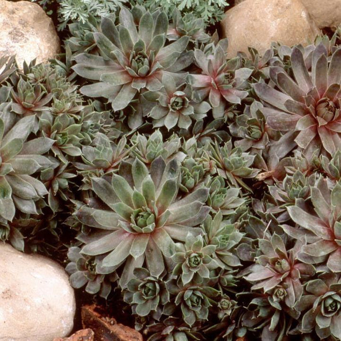 Sempervivum, Purple Beauty Hens and Chicks