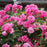 Rose, Zéphirine Drouhin Rose