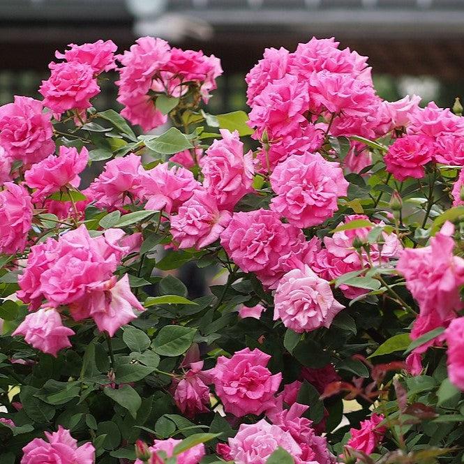 Rose, Zéphirine Drouhin Rose