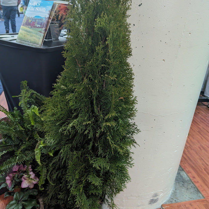Arborvitae, Emerald Green Arborvitae